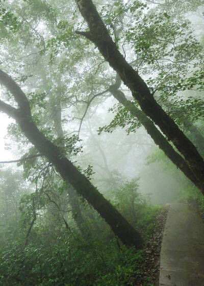 似惜雨晴天恰好，真忘名利日长闲。松筠不锁神仙境，携得烟霞满袖还。------吴沆