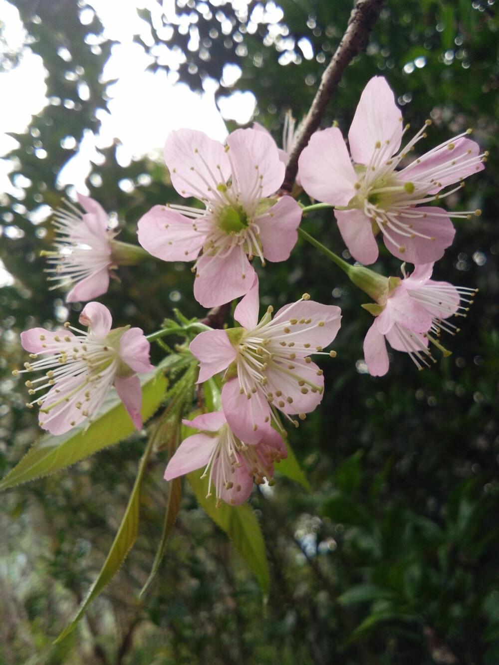 樱花盛开