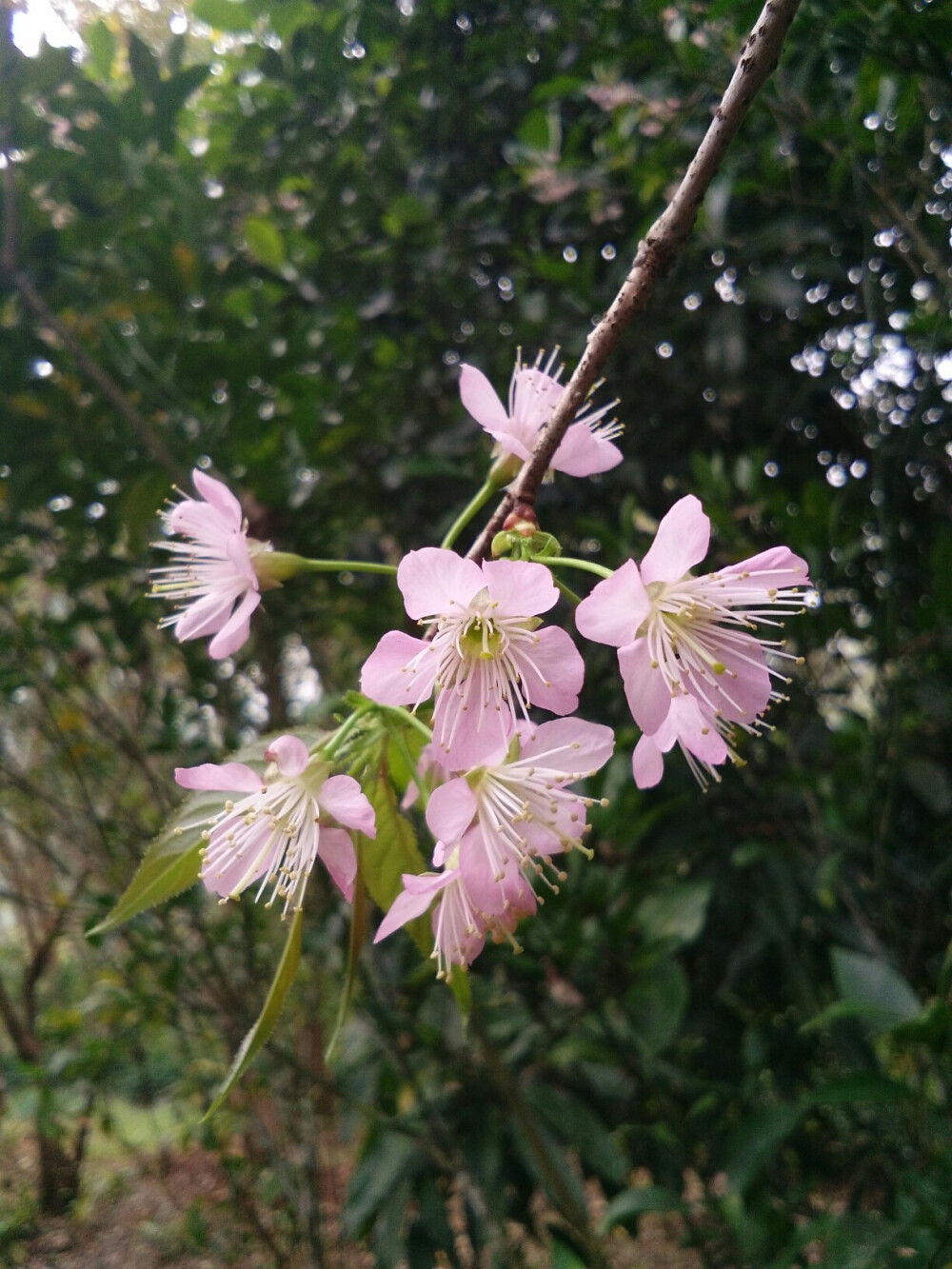 樱花盛开