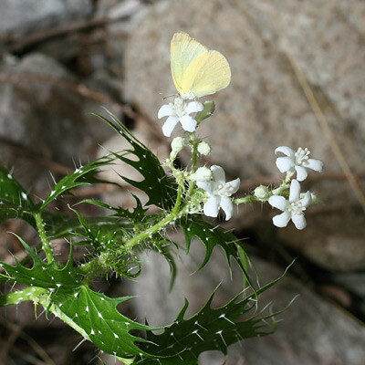 Cnidoscolus angustidens 大戟科 花棘麻属 