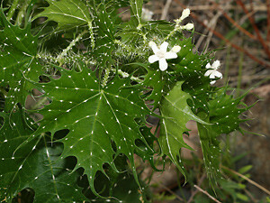 Cnidoscolus angustidens 大戟科 花棘麻属 