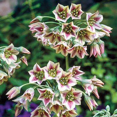 Nectaroscordum siculum 蜜腺韭属