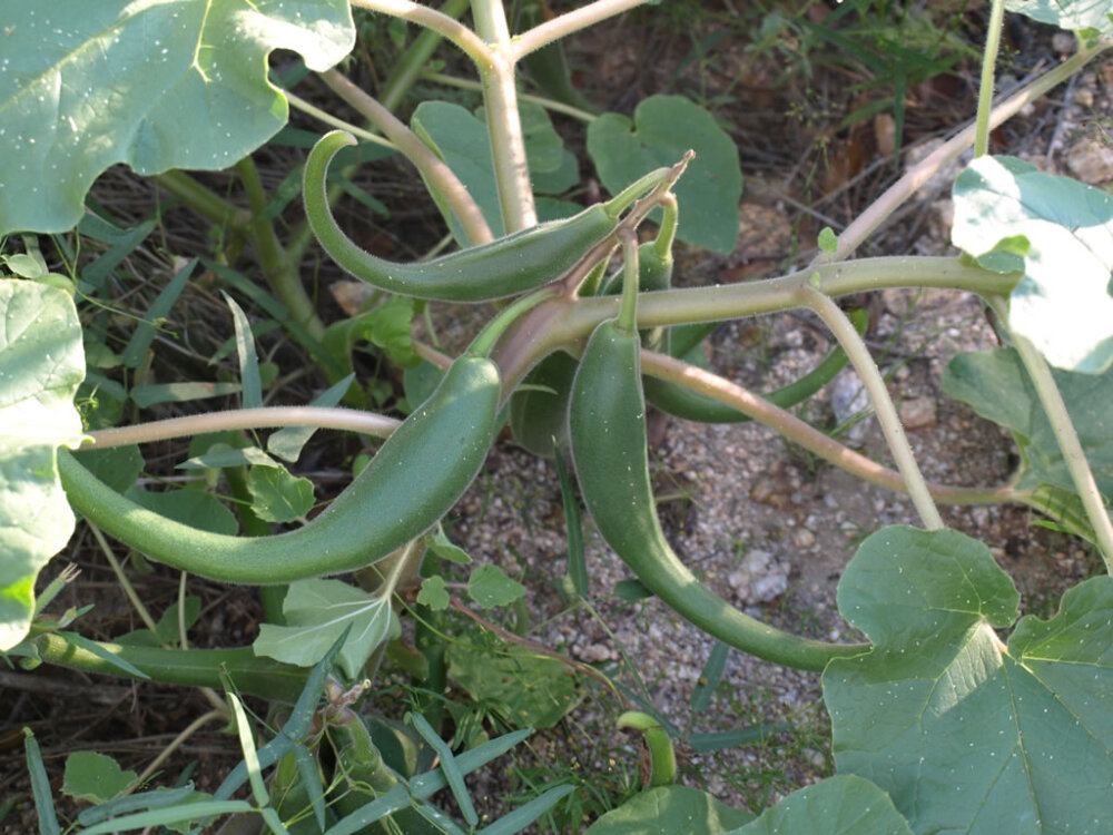 proboscidea parviflora 角胡麻科 长角胡麻属