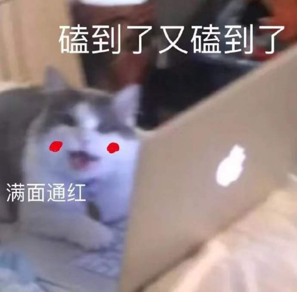 猫狗表情包
动图