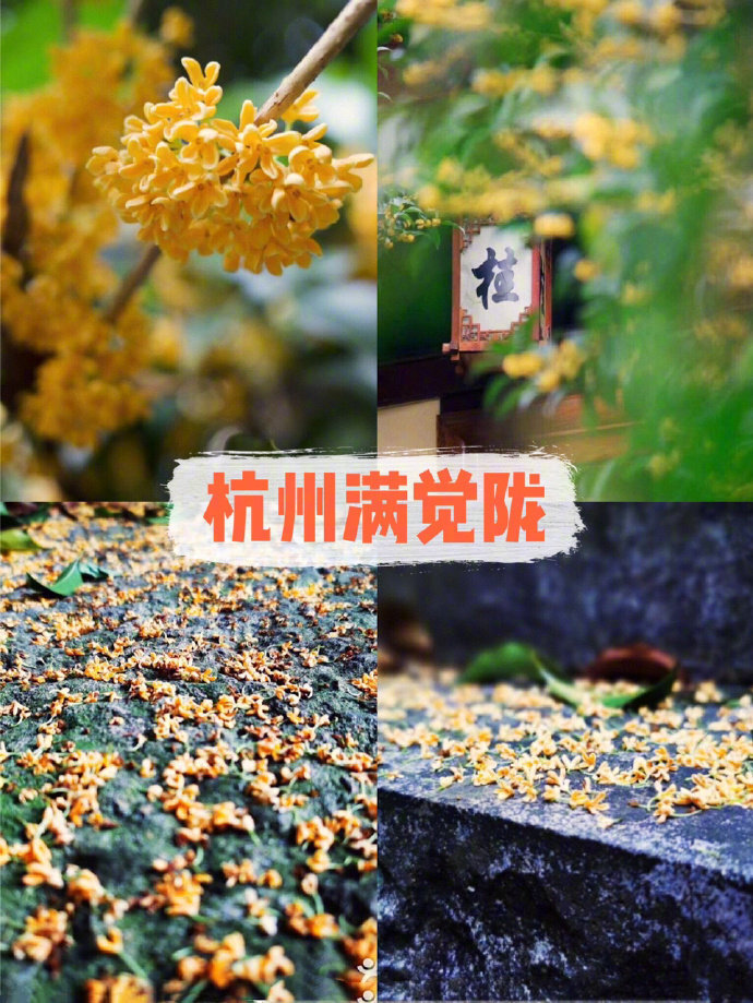 ✨杭州旅游 | 杭州周边赏秋宝藏地！一入秋，杭州便成了临安。今日带大家去看杭州诗画里的秋景，杭州周边赏秋的宝藏地分享给大家。1⃣️杭州满觉陇坐标：杭州西湖区满觉陇2号杭州最美秋景！满觉陇真的是每个季节都很美！距离西湖也很近，秋日整街的桂花～据说有7000多支桂花！桂花羹和桂花龙井超赞的！2⃣️杭州九溪风景区坐标：杭州西湖区龙井路435号在杭州你也能看到美不胜收的红枫景致，一定要在深秋去！秋天枫叶红是另一种景象！从九溪可以徒步至龙井村等景点，沿途都是好风光！3⃣️杭州.太子湾公园坐标：杭州市西湖区南山路5-1号走进山水画里的红枫之乡，深秋的红枫更为太子湾增添一份浪漫。水边的三