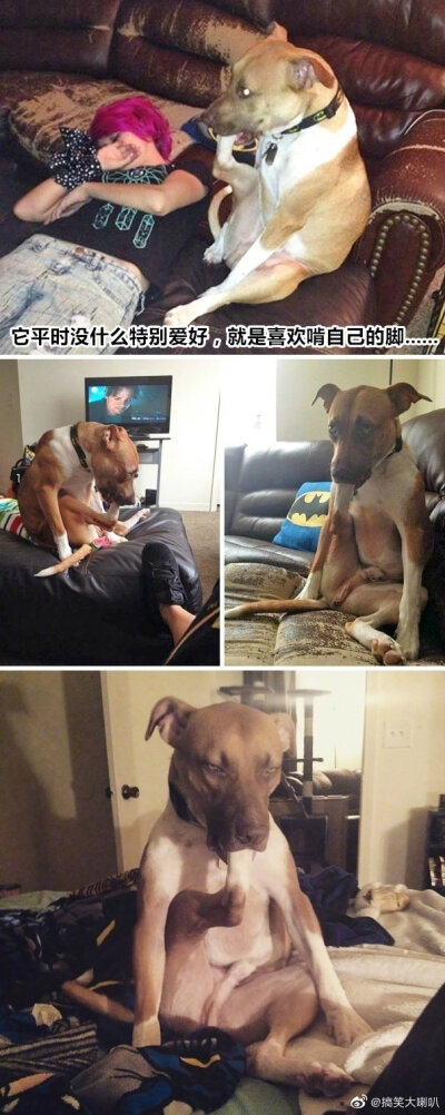 外国网友们分享自家狗子平时做出的一些奇怪行为....... #搞笑#