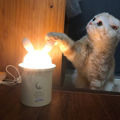 喵喵喵？#猫知道人在睡觉吗#