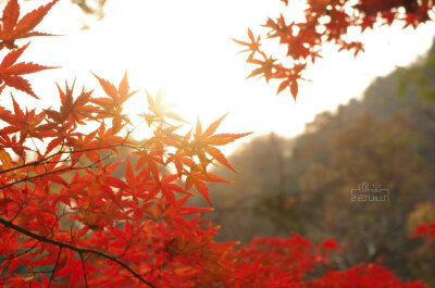 #和环妹一起来旅行# 一点也不输日本的枫叶之景南京栖霞山枫叶~