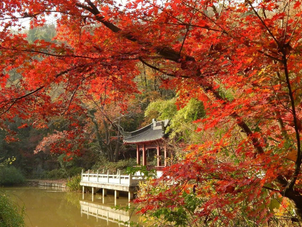 #和环妹一起来旅行# 一点也不输日本的枫叶之景南京栖霞山枫叶~