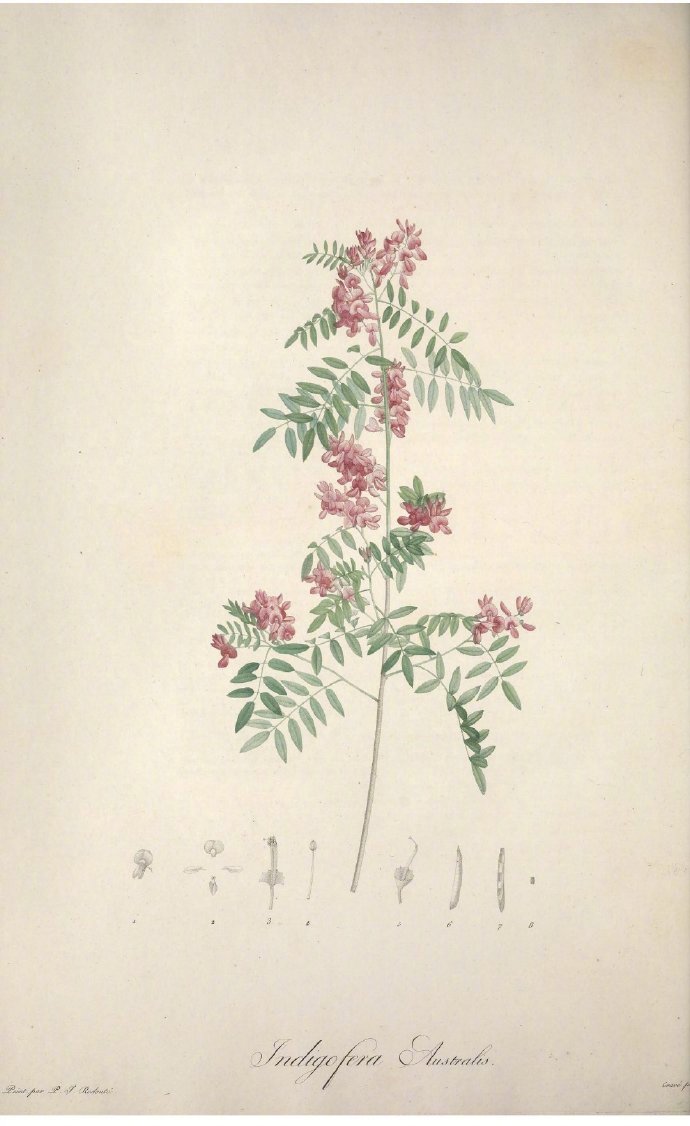 “花之拉斐尔” —— Pierre-Joseph Redouté