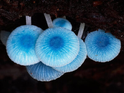 Mycena interrupta(炫蓝蘑菇),俗称“精灵的梧桐“,产于澳大利亚塔斯马尼亚岛。