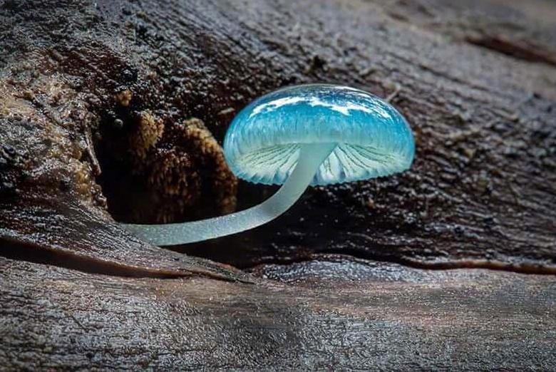 mycenainterrupta炫蓝蘑菇俗称精灵的梧桐产于澳大利亚塔斯马尼亚岛