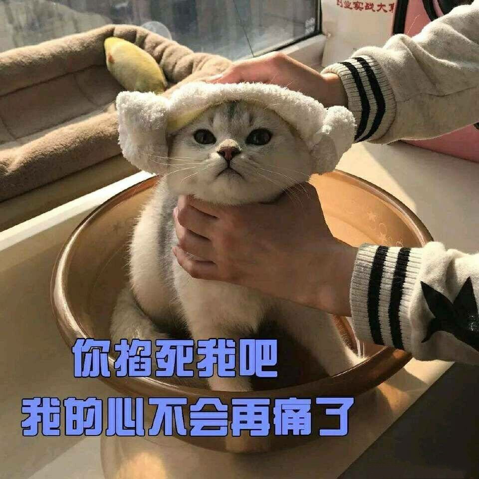 猫咪