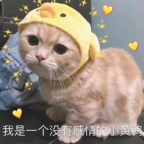 猫咪