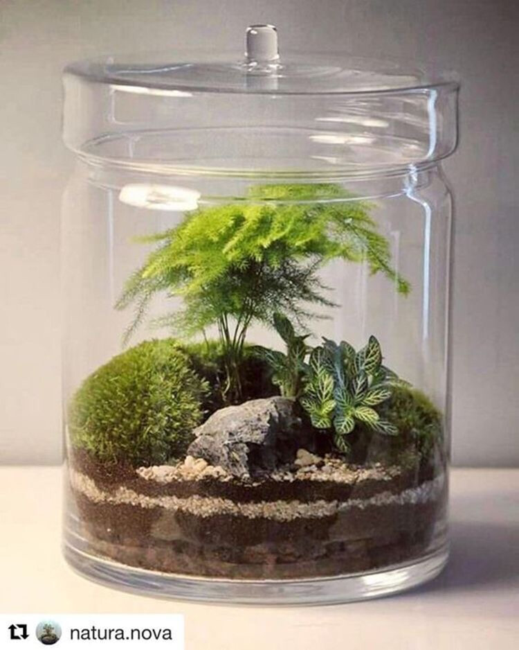 植物