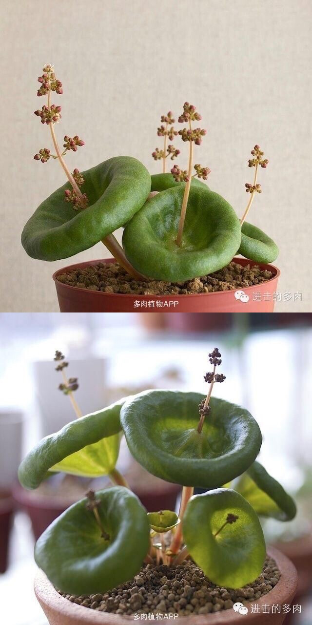 植物