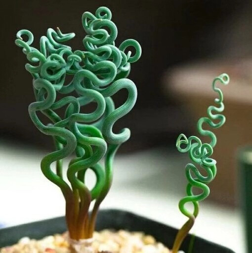 植物