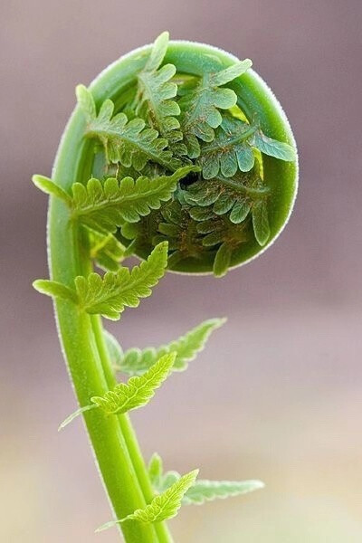 植物