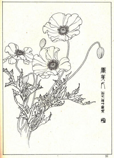 花卉白描