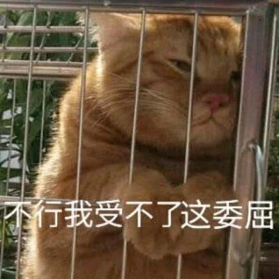 表情包