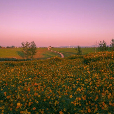 秋季花田