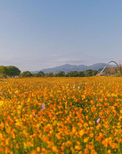 秋季花田