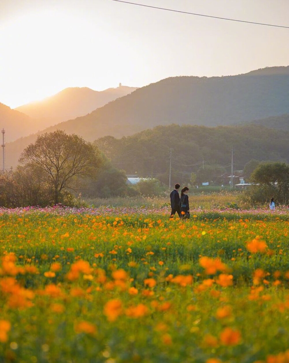 秋季花田