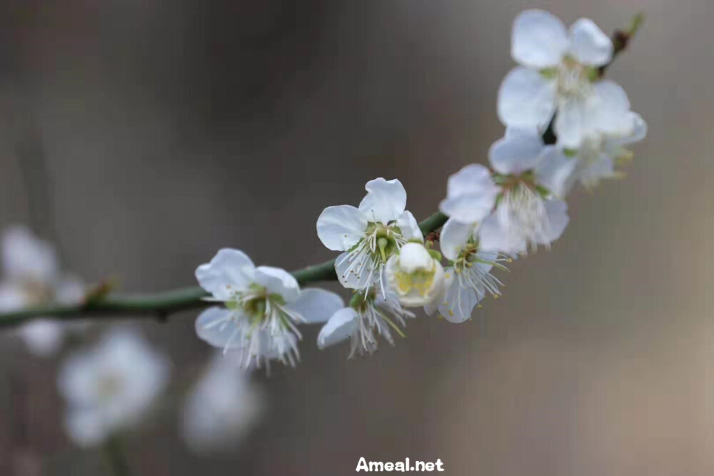 梅花