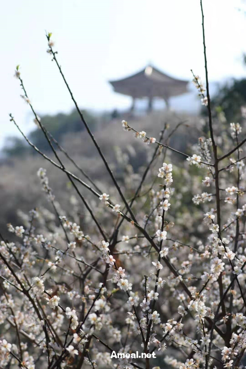 梅花