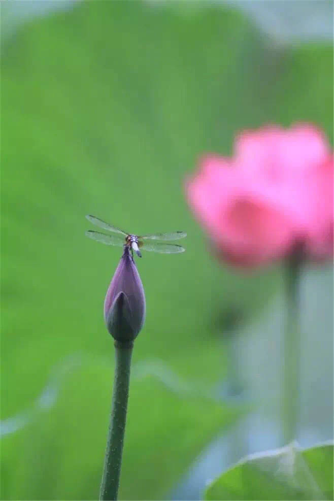 仙子凌波去，蜻蜓觅浪来。遥知香蕊里，红影为君开。