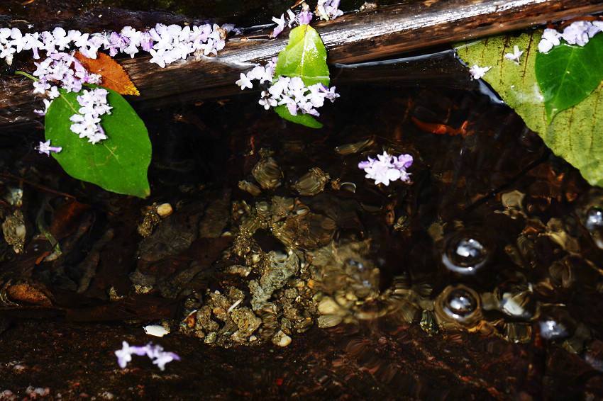 连理枝头花正开，妒花风雨便相催。愿教青帝常为主，莫遣纷纷点翠苔。-------朱淑真《落花》