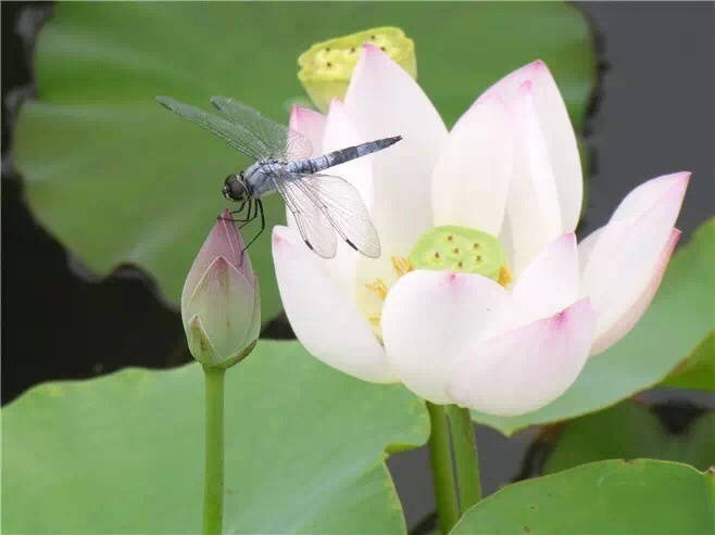 仙子凌波去，蜻蜓觅浪来。遥知香蕊里，红影为君开。