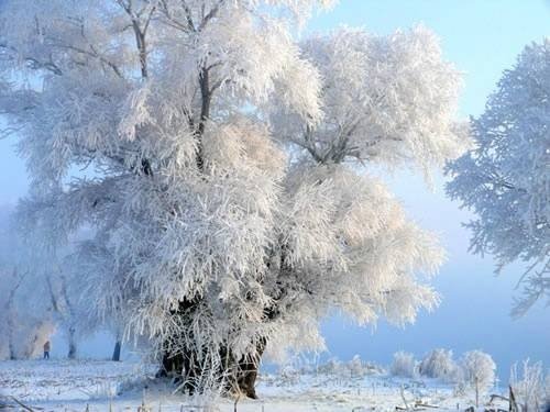 寒江雪柳，玉树琼花早安