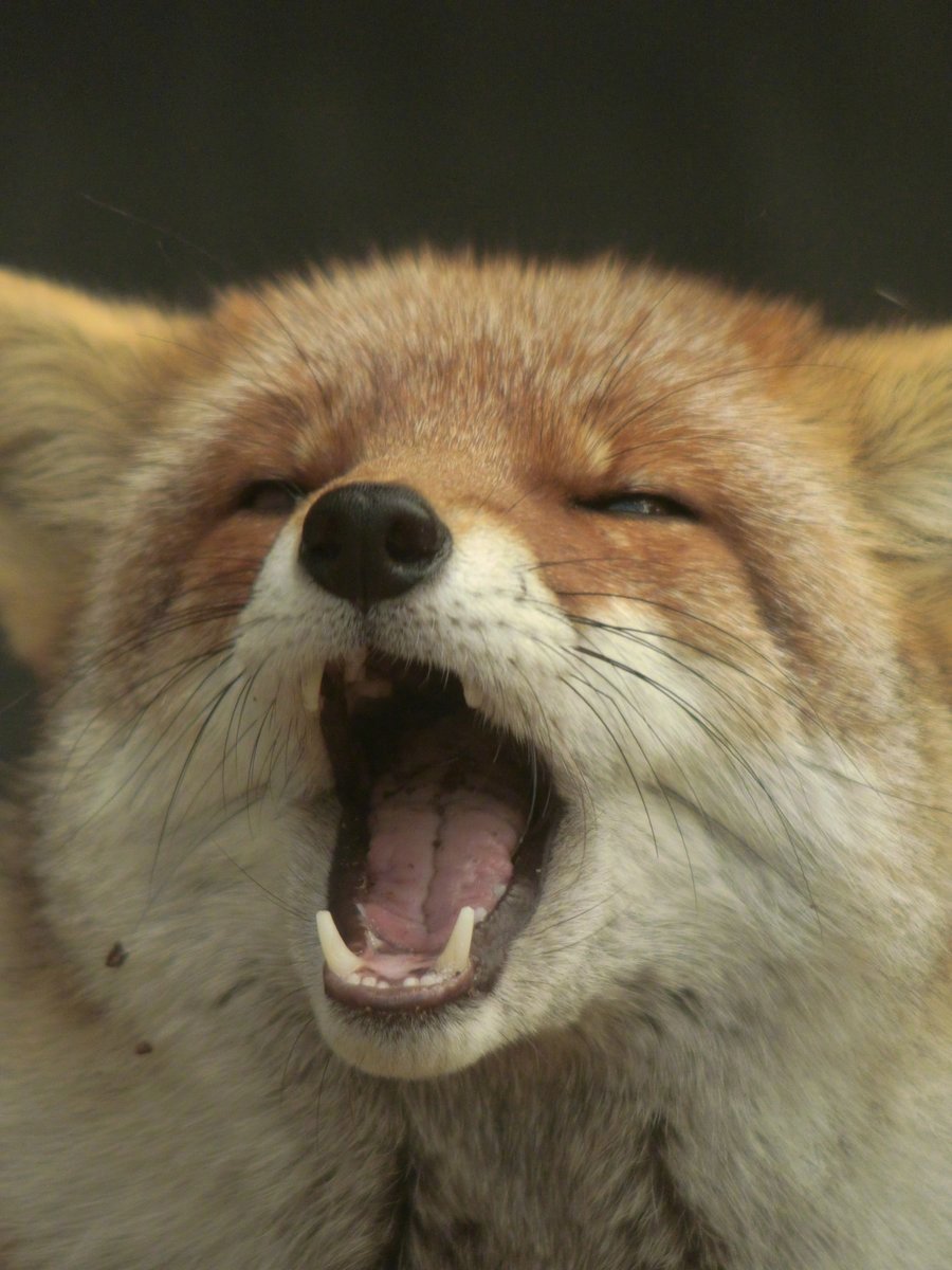 睡不醒的小狐狸 晚安twi: VulpesPerson