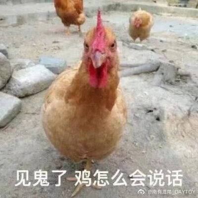 表情包