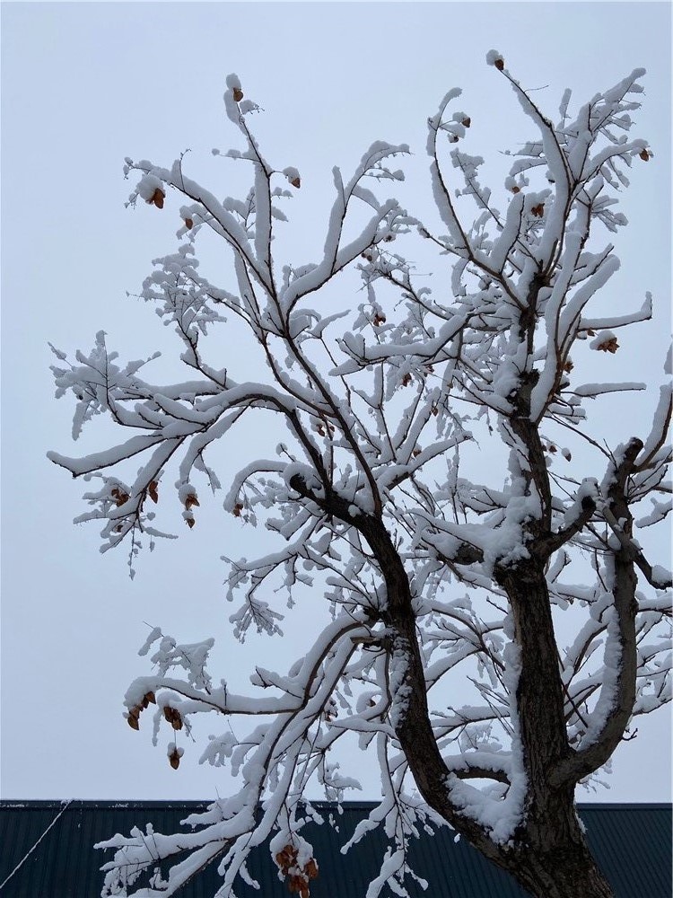 刘勇良数码艺术摄影：北京2020年第一场雪