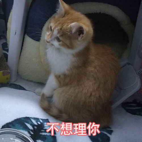 小火猫表情包[不想理你]