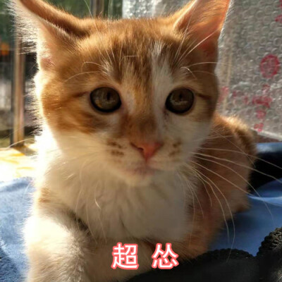 小火猫表情包[超怂]