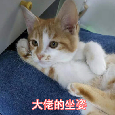 小火猫表情包[大佬的坐姿]