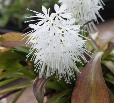 Ypsilandra thibetica 藜芦科 丫蕊花属