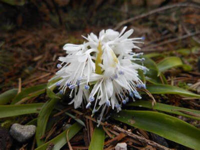 Ypsilandra thibetica 藜芦科 丫蕊花属