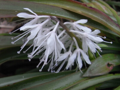 Ypsilandra thibetica 藜芦科 丫蕊花属