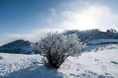 不知庭霰今朝落，疑是林花昨夜开。说说你最喜欢的“雪”诗是那一句？#大中国的绝美雪景# #边吃火锅边赏雪景#