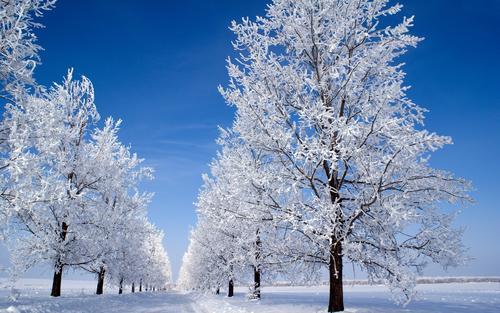 不知庭霰今朝落，疑是林花昨夜开。说说你最喜欢的“雪”诗是那一句？#大中国的绝美雪景# #边吃火锅边赏雪景#