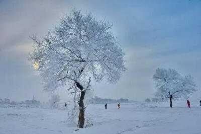 不知庭霰今朝落，疑是林花昨夜开。说说你最喜欢的“雪”诗是那一句？#大中国的绝美雪景# #边吃火锅边赏雪景#