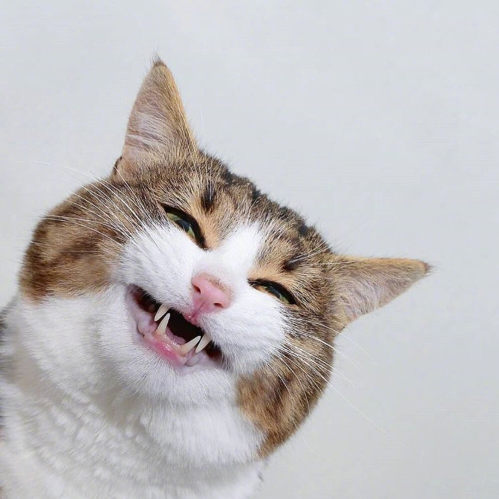 表情包猫咪rexie
