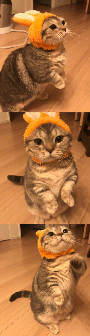 短腿猫猫yomogi