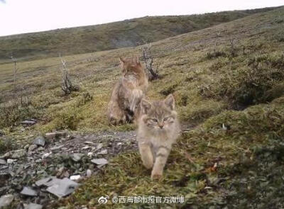 荒漠猫在全国数量稀少，分布密度低，对其生活史所知甚少。通常栖息于海拔2500米至5000米干燥的高山与亚高山灌丛、戈壁、草甸生境中。主要以鼠类为食，也捕食鼠兔和小型鸟类等。但荒漠猫因善于隐藏，行踪不定，很难在…