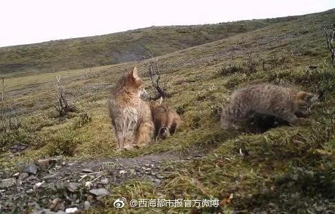 荒漠猫在全国数量稀少，分布密度低，对其生活史所知甚少。通常栖息于海拔2500米至5000米干燥的高山与亚高山灌丛、戈壁、草甸生境中。主要以鼠类为食，也捕食鼠兔和小型鸟类等。但荒漠猫因善于隐藏，行踪不定，很难在野外被观察 #青海湖区域首次拍到荒漠猫#