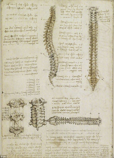 达芬奇的解剖学手稿